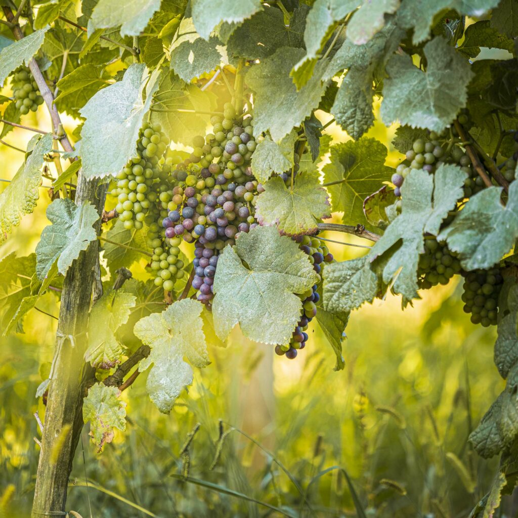 Syndicat des vins d'Irouléguy / AOC Irouléguy - © la SCEP / Antoine GAUTREAU