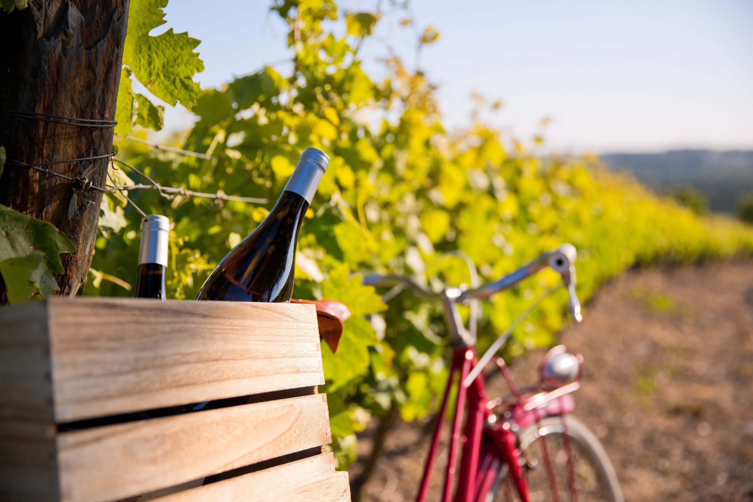 Wine,Bottles,On,The,Back,Of,An,Old,Red,Bike