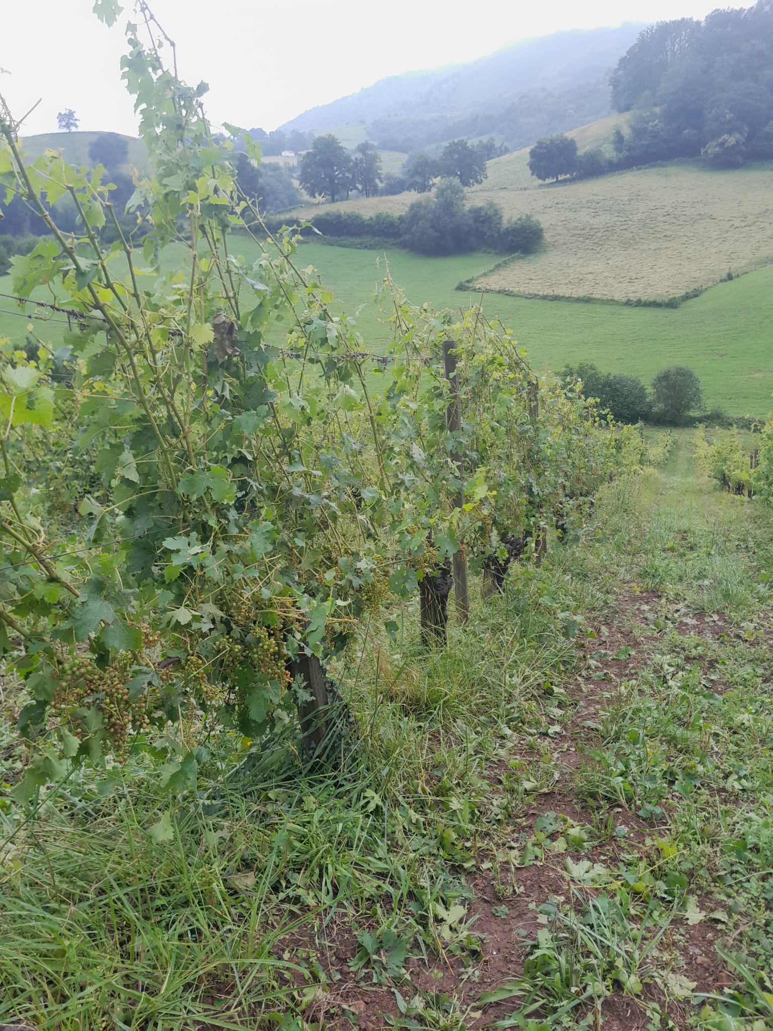 Grêle sur le vignoble d'Irouléguy