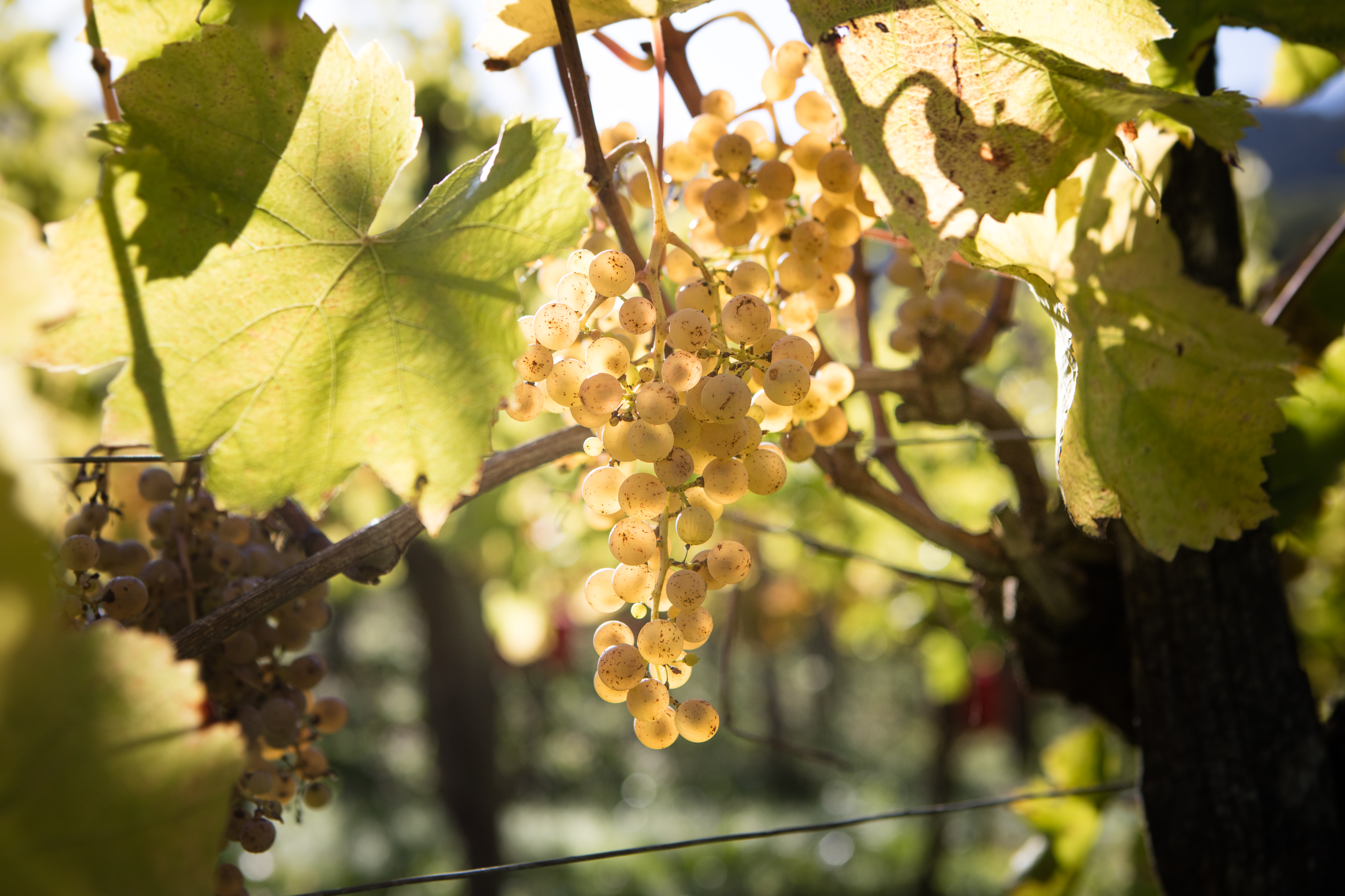 grappes raisins blanc irouleguy hd carton